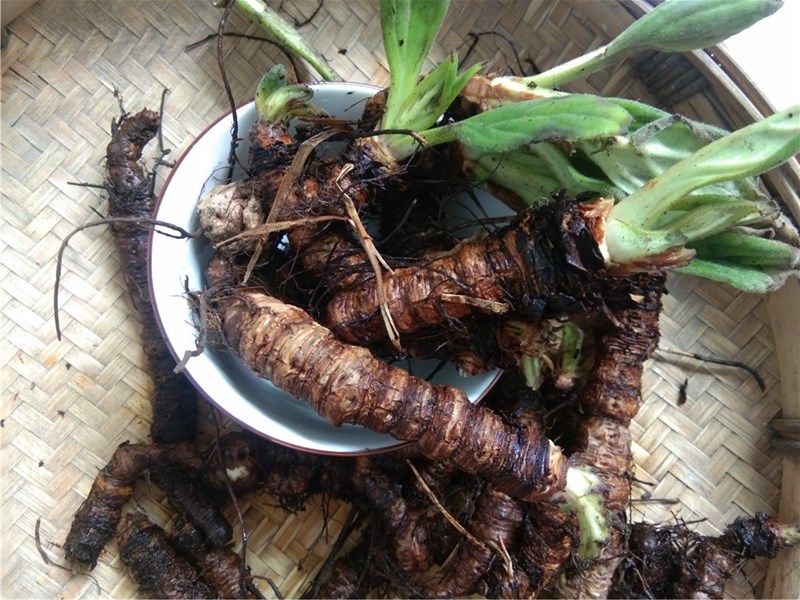 纯根新鲜岩白菜中药材 贵州岩青菜猫耳朵石三七矮白菜石虎耳500克