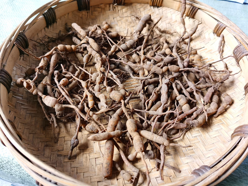 新鲜鸡筋参中药材500克 贵州草药黄鸡胖黄鸡郎黄脚鸡根长叶数珠根
