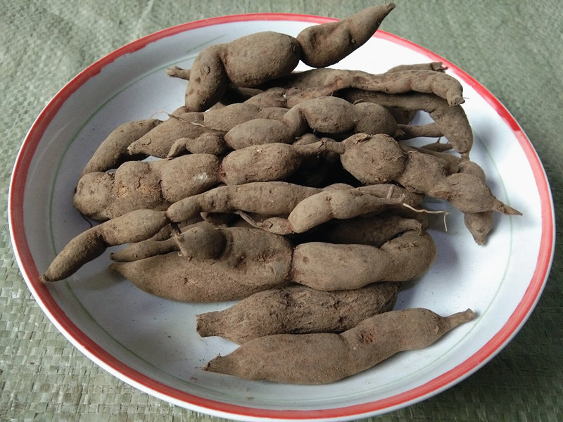 贵州新鲜雪里开中药材 中草药地雷根拐子药蛇松子单叶铁线莲500克