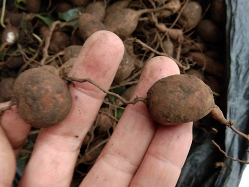 新鲜地苦胆中药材 金果榄青牛胆九牛胆贵州地产中草药山慈菇500克