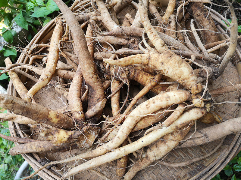 贵州新鲜续断中药材 川断续筋接骨草和尚头山货全根可栽草药500克