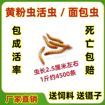 面包虫黄粉虫活虫鲜活体宠物饲料鱼鸟蛙守宫蝎子仓鼠爬宠食物包邮