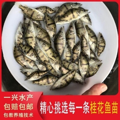 小鳜鱼苗桂鱼苗肉食性包邮季鱼淡水养殖路亚鱼苗桂花鱼苗水花苗