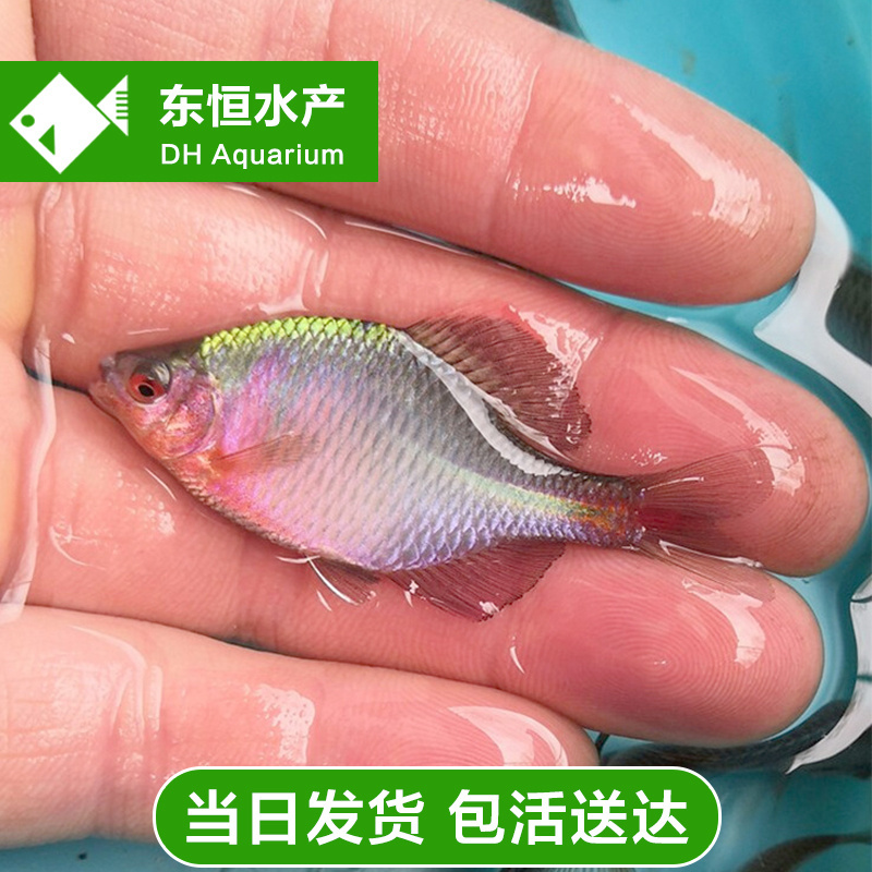七彩高体鳑鲏精选成鱼冷水观赏鱼淡水好养耐活原生除藻小鱼送饲料