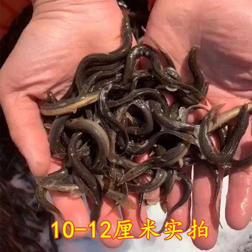 淡水活体钓鱼黄金泥鳅 路亚深水筏钓打窝泥鳅苗宠物乌龟饲料鱼苗