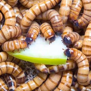 大麦虫活虫蛋白虫鲜活面包虫黄粉虫龙鱼饲料活体八哥画眉鸟食虫子