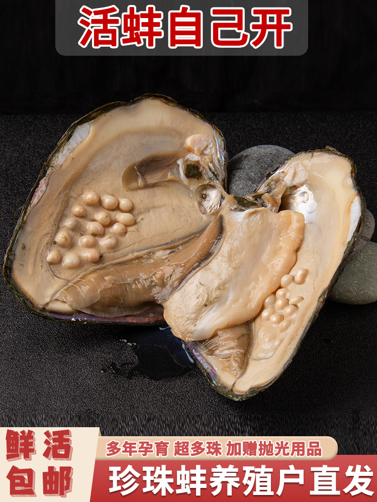 天然淡水珍珠蚌自己开壳活体河蚌爱迪生取珍珠单珠多珠蚌鲜活包邮