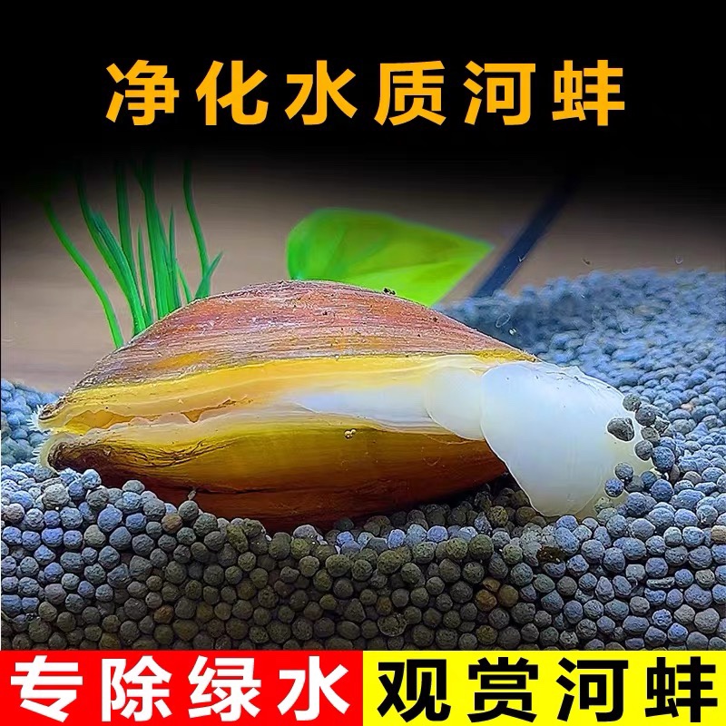 鳑鲏繁殖专用河蚌鲜活观赏宠物淡水小河蚌鱼缸净水活物除藻冷水