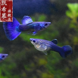 冰蓝孔雀鱼莫斯科冰蓝凤尾鱼彩霞鱼淡水热带小型观赏鱼活体胎生鱼