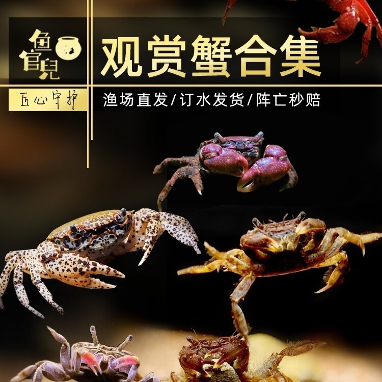 鱼官儿观赏蟹豹点蟹迷你辣椒蟹繁殖蟹樱桃蟹蝴蝶蟹活体观赏小螃蟹