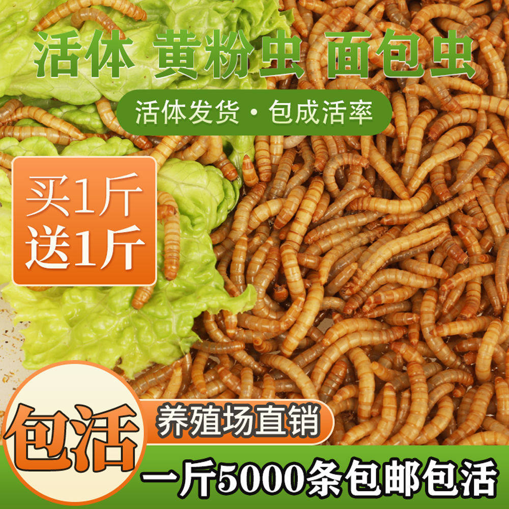 黄粉虫鲜活面包虫子活体大麦虫鹦鹉八哥乌龟小鸟食活的饲料钓鱼