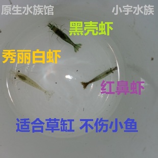 宠物虾除藻虾工具虾冷水虾观赏虾原生虾 秀丽白虾 红鼻虾 黑壳虾