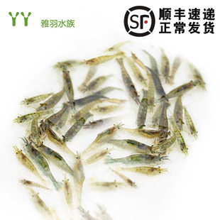 黑壳虾除藻虾观赏活体宠物清洁水草虾饲料鱼缸草缸造景工具虾 包邮