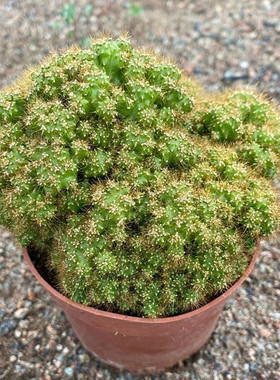 精品虎头山仙人球黄金山影仙人掌科桌面办公室盆栽防辐射绿植盆景