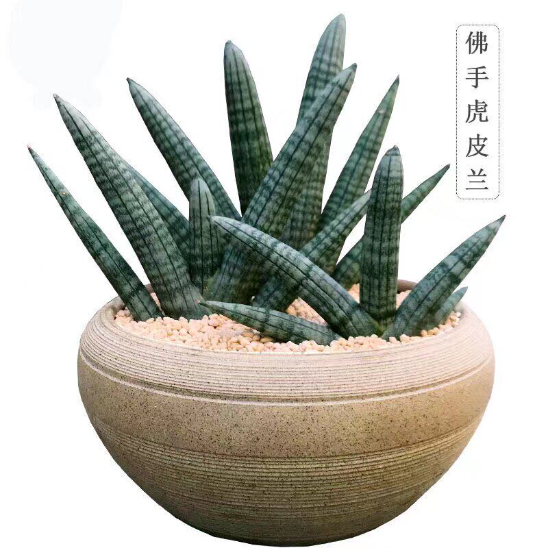 北欧风佛手虎皮兰植物盆栽品种圆叶虎尾兰桌面办公室绿植花卉盆栽