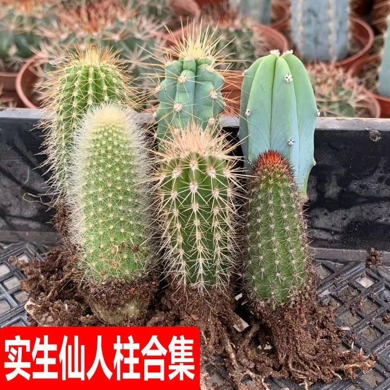 仙人柱六颗套餐有根防辐射大凤龙蓝柱仙人掌多肉植物好养盆栽易活
