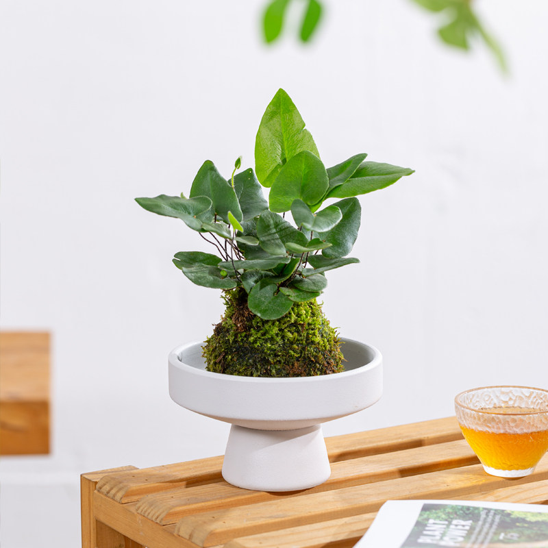 心愿蕨苔藓球|小型心形叶片绿植室内桌面办公室茶桌植物