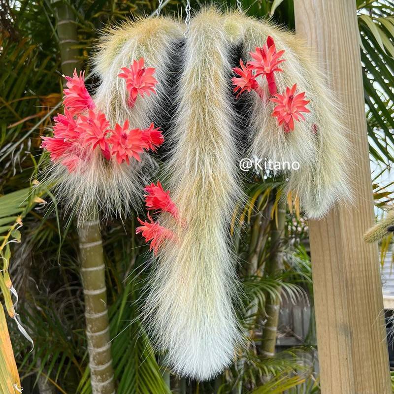 九尾狐猴柱仙人球多肉植物垂吊型多肉植物