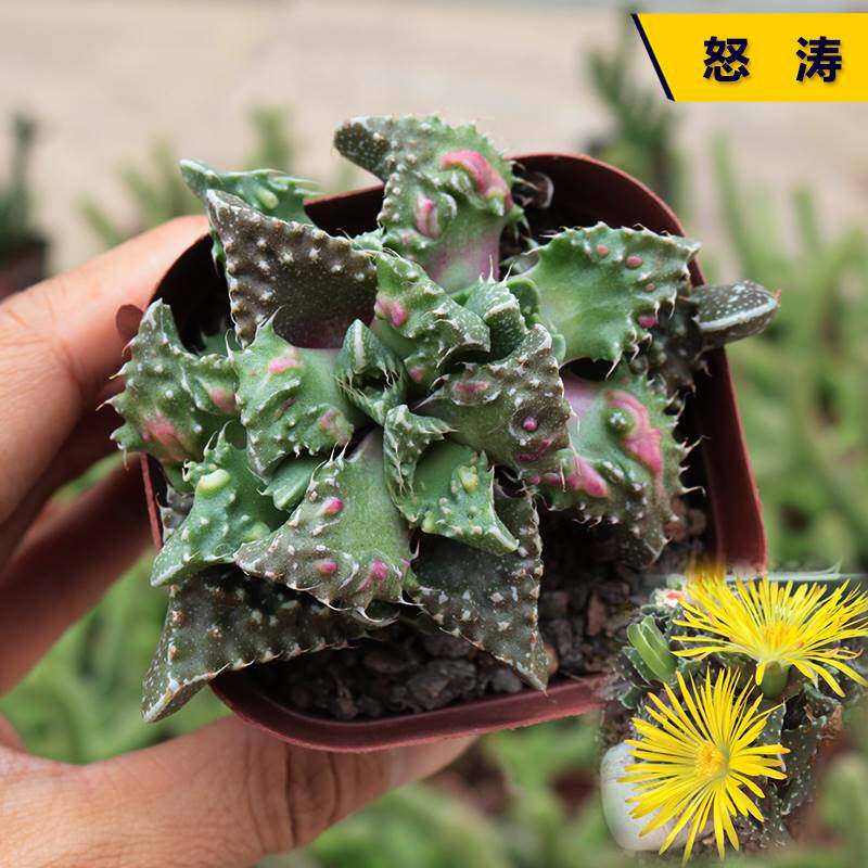 精选狂澜怒涛多肉植物开黄花四海波趣味阳台办公室防辐射花卉绿植