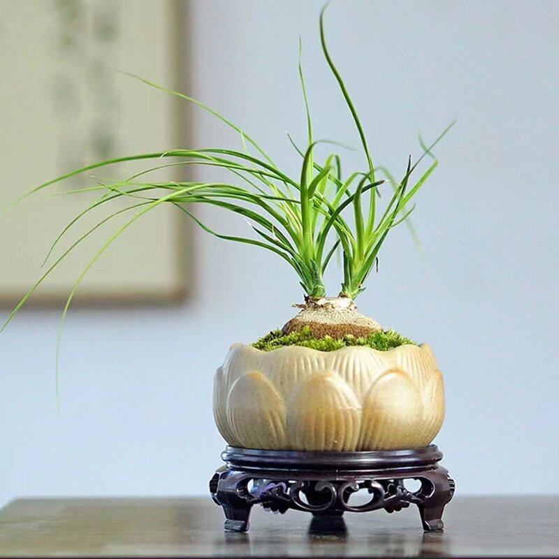 酒瓶兰趣味盆栽兰花迷你创意网红办公桌懒人易养花卉耐旱根块植物