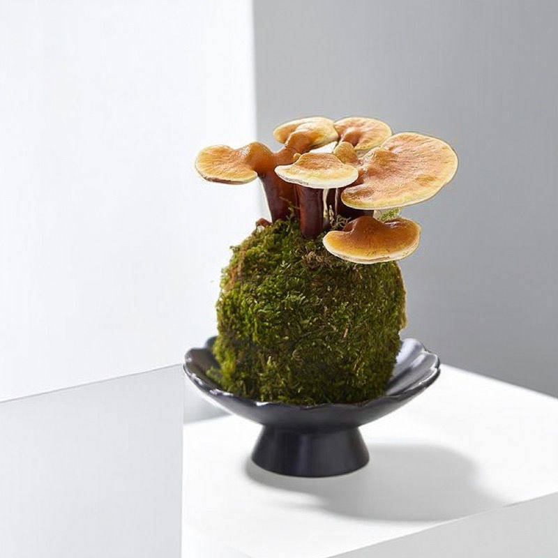 灵芝苔藓球观叶盆栽水培办公桌面趣味招财多肉好养易活植物防辐射