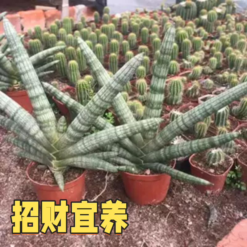 招财佛手棒叶虎皮兰易养阳台室内多肉植物绿植花卉盆栽净化空气