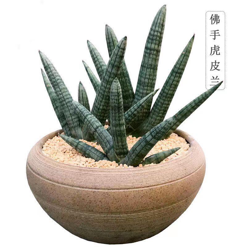 【佛手虎皮兰】棒叶虎尾兰绿植新手好养防辐射室内镇宅盆栽