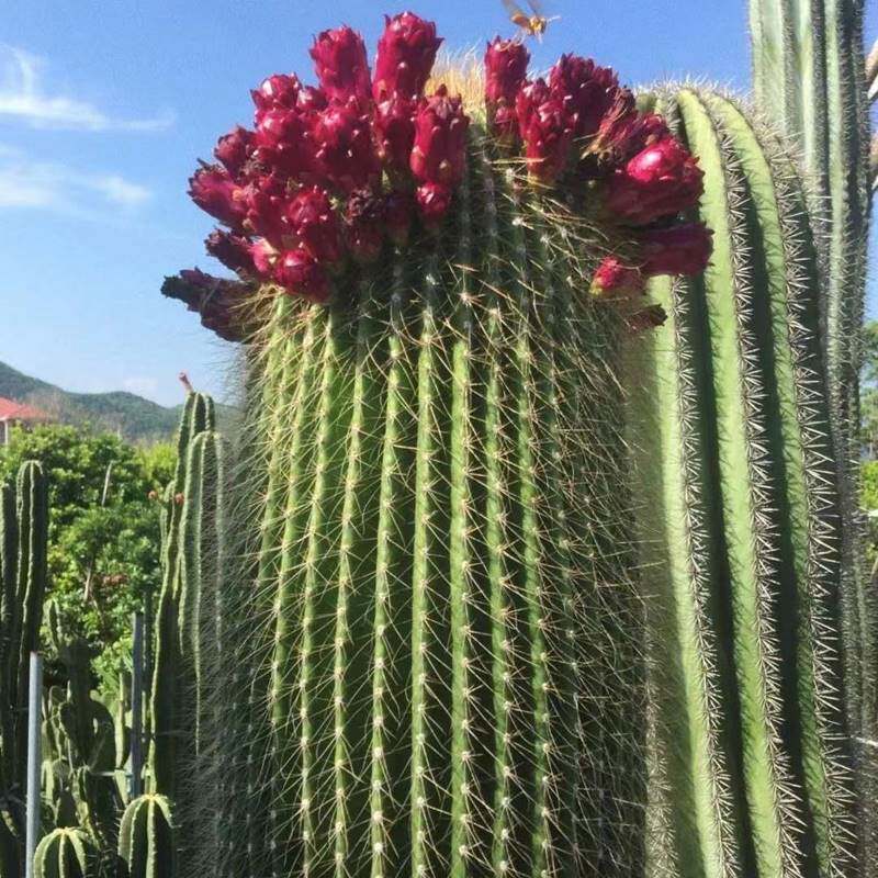 大颗仙人柱大凤龙耐旱沙漠植物庭院阳台仙人掌防辐射多肉仙人球