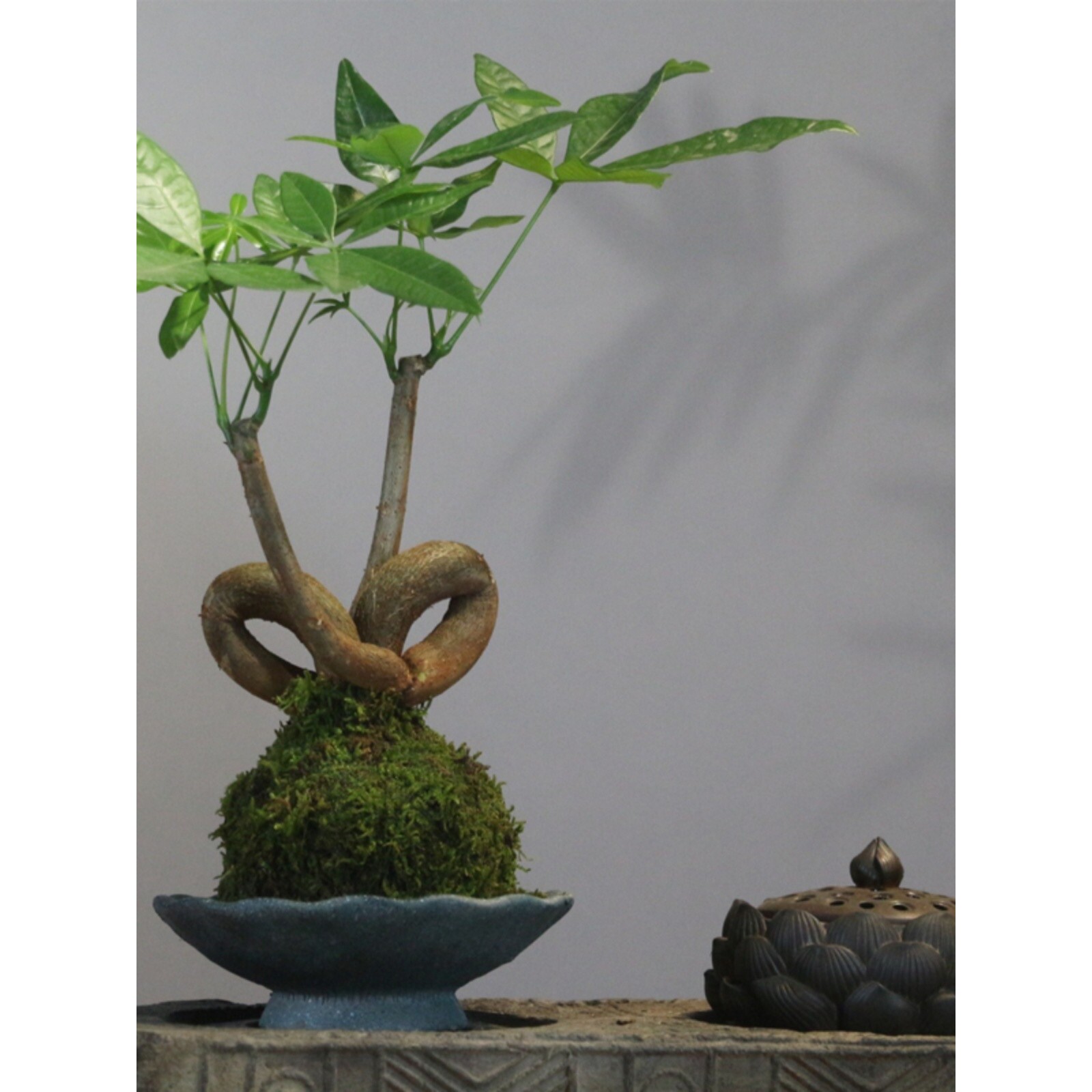 苔藓球心形造型发财树易活植物摆件客厅房间办公室创意水培小盆栽