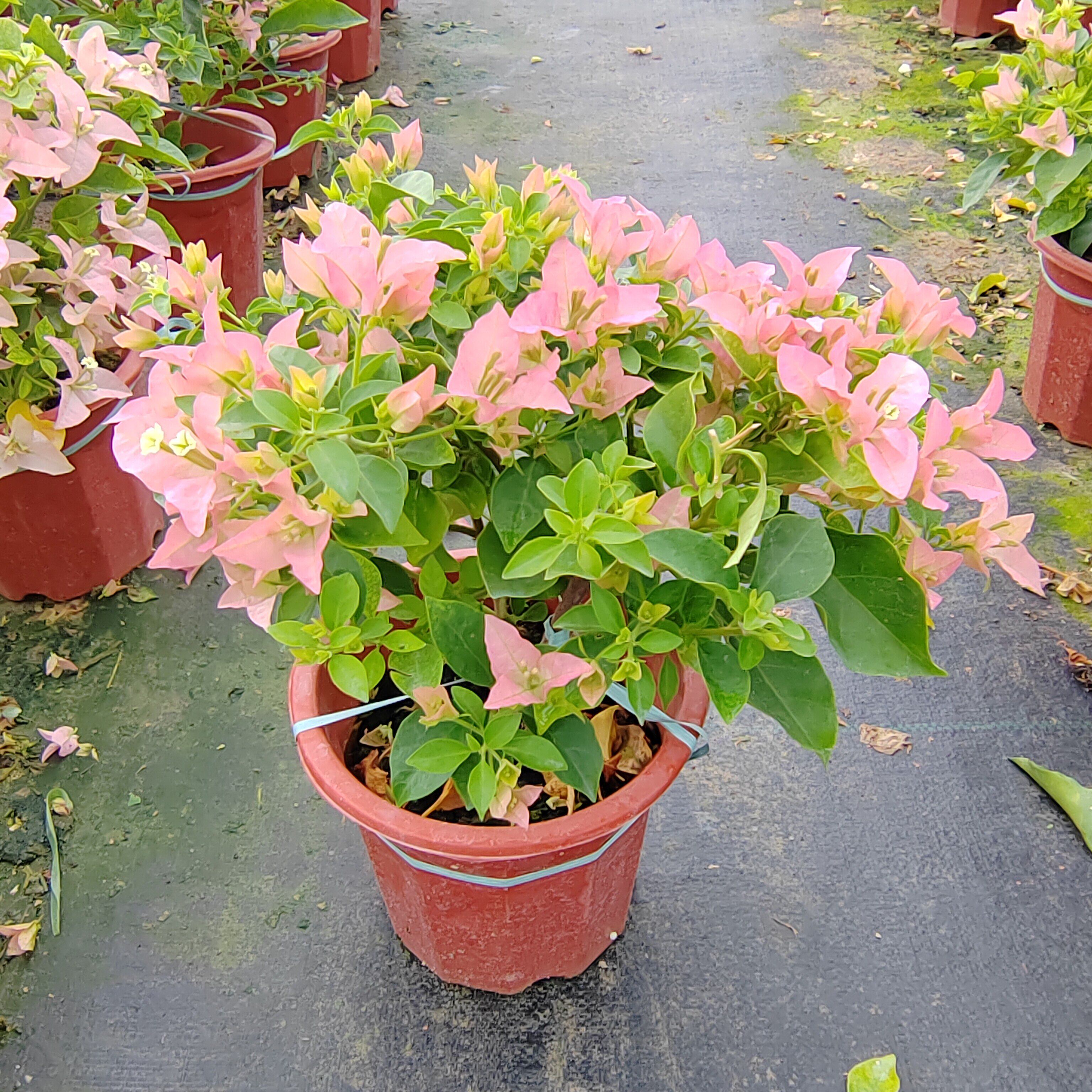 卡亚塔三角梅盆栽带花原生四季开花勤花品种阳台庭院好养爬藤飘枝