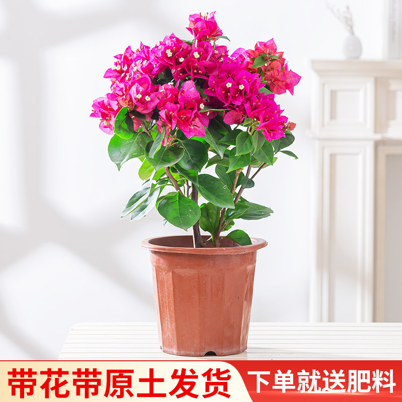 三角梅盆栽庭院室外多色爬藤植物绿植好养老桩花卉易活图片