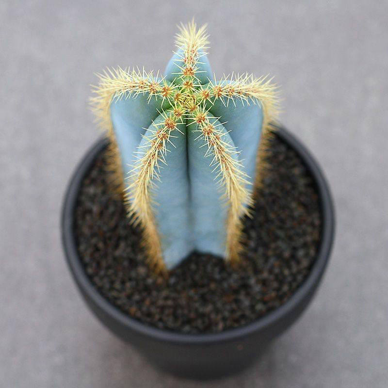 稀有金青阁仙人柱超大创意沙生植物 北欧ins室内好养活蓝色仙人球
