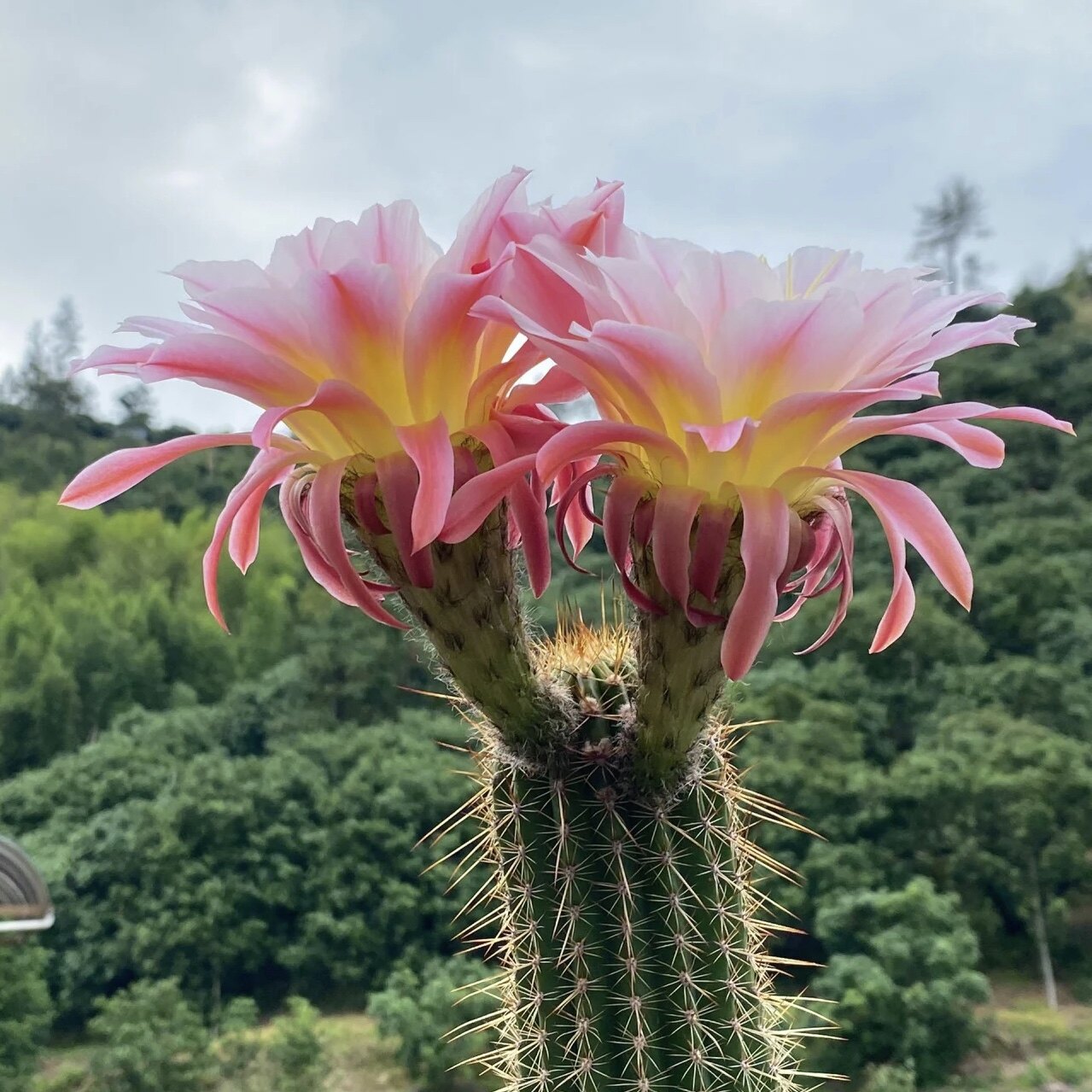 毛花柱曙光开大花品种仙人球四季好养开花耐寒耐旱盆栽多肉植物