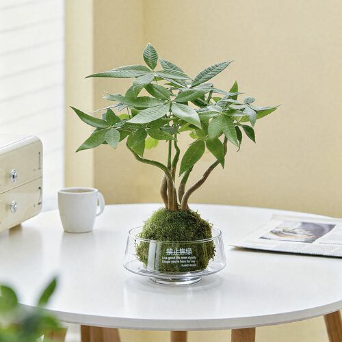 【禁止蕉绿】苔藓球水培绿植物室内桌面懒人好养日式小盆栽发财树