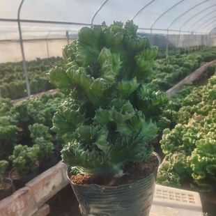 【首单直降】超大颗玉麒麟盆栽镇宅旺财多肉植物彩麒麟仙人掌花卉