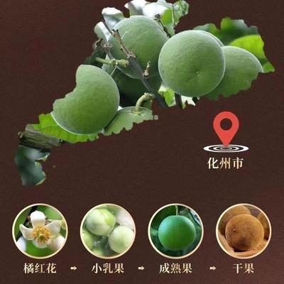 橘堂2MNM0年橘正宗化州红参品陈年化橘红胎芯果切片正牌店