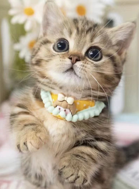 猫咪活体中华田园猫橘猫狸猫黑白奶牛猫三花猫黑猫白猫幼崽家养