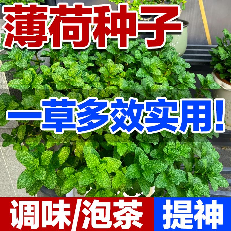 猫薄荷种子可食用清香驱蚊易成活图片