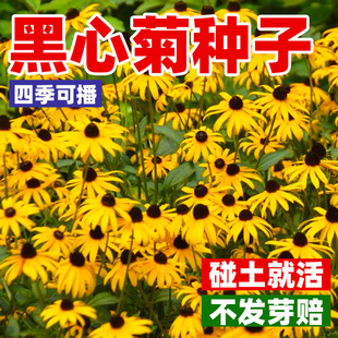 黑心菊种子金光菊花种籽子多年生四季易活庭院盆栽花籽花期长耐寒