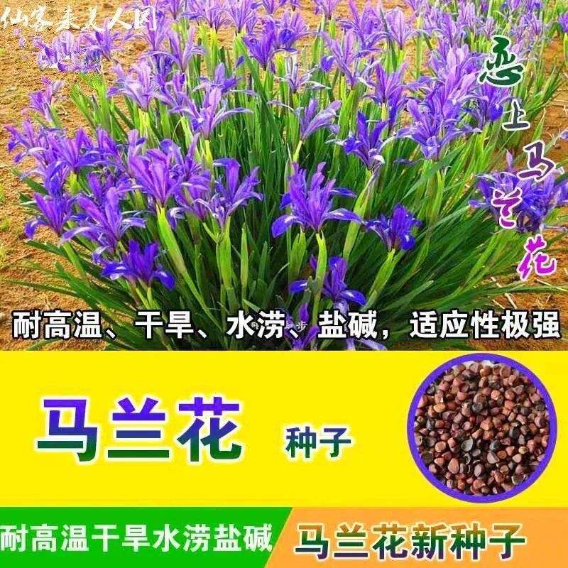 四季播种马兰花种子马蔺花籽多年生宿根花草种子耐旱耐涝耐盐碱