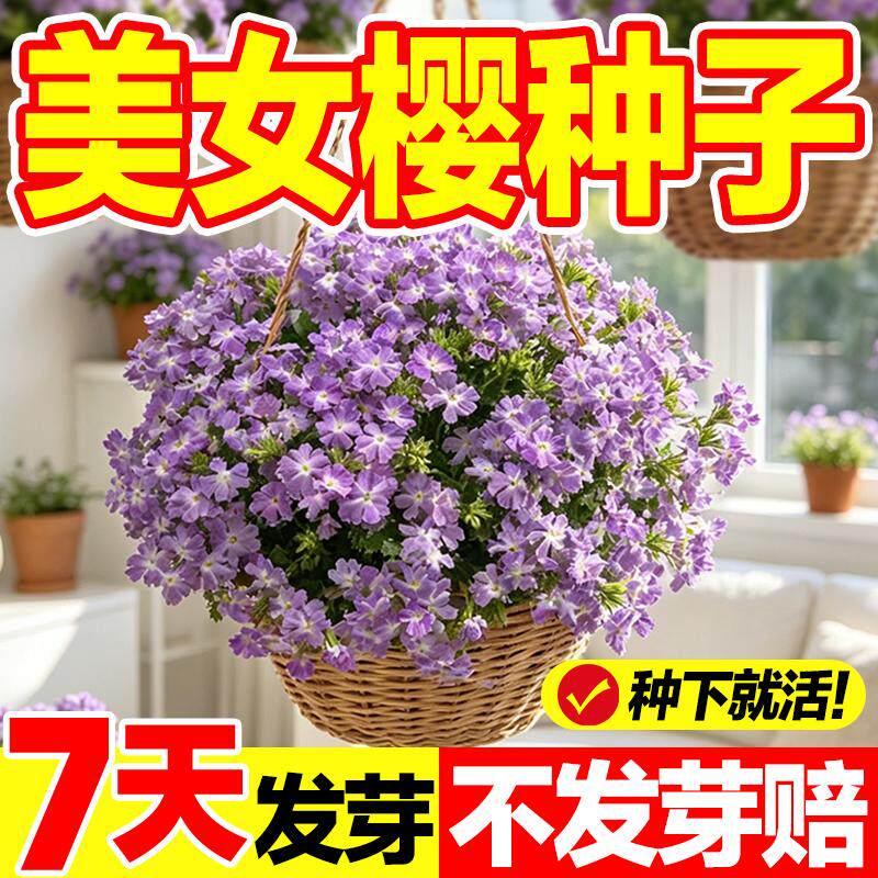 美女樱种籽低矮匍匐芝樱花耐寒公园花坛庭院盆栽绿化观赏花卉种子