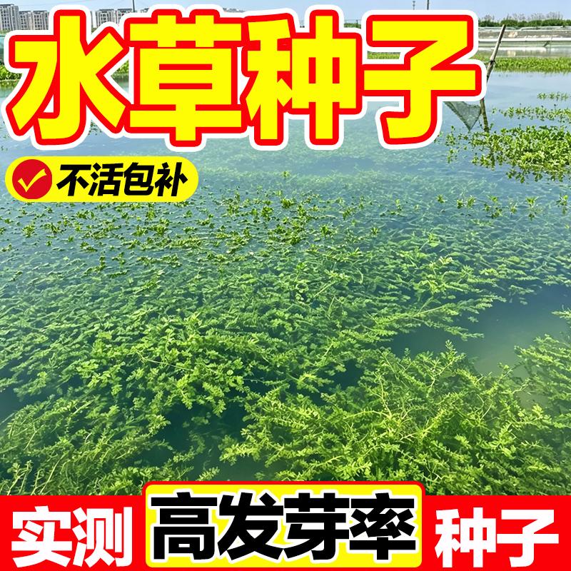 池塘净水伊乐藻轮叶黑藻种子图片