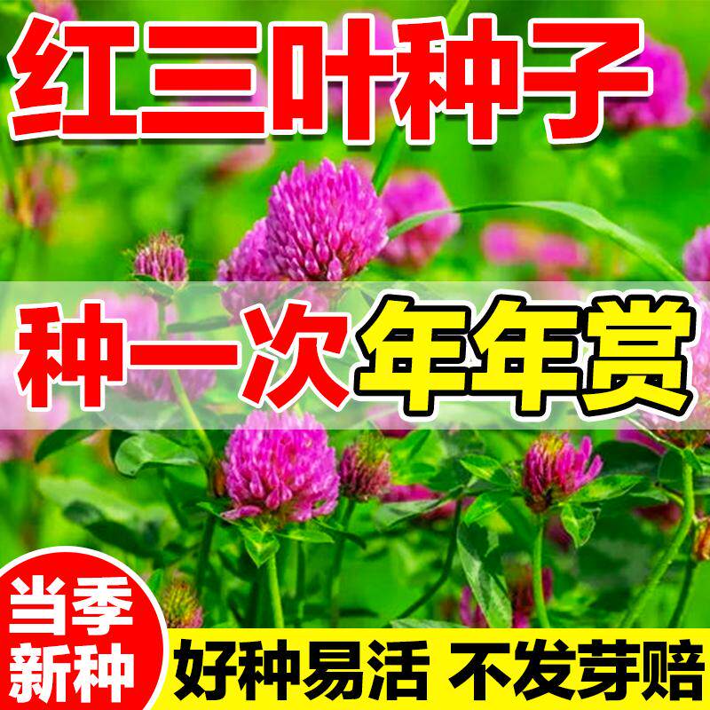 红三叶草籽四季常青护坡固土边坡绿化种籽果园绿肥白三叶草种子