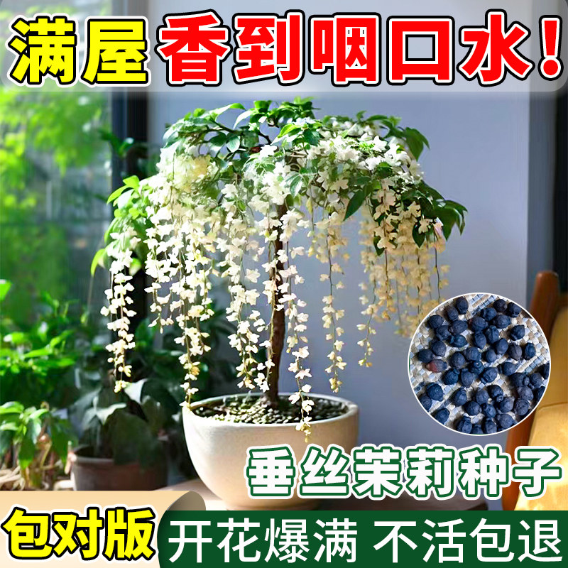 四季开花垂丝茉莉花种子易活
