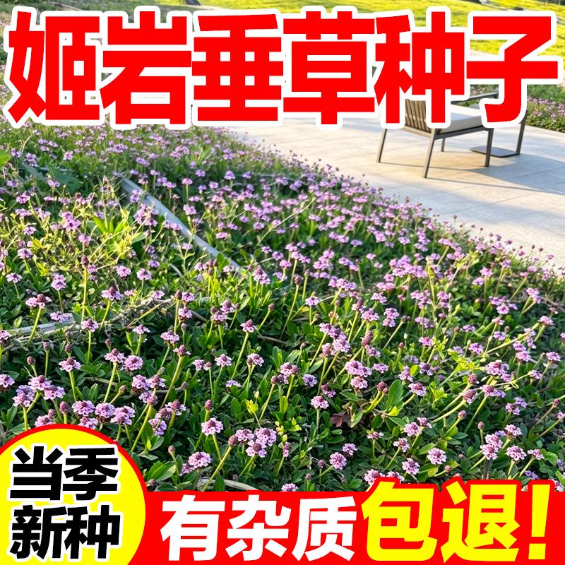 姬岩垂草过路黄耐阴耐寒种子