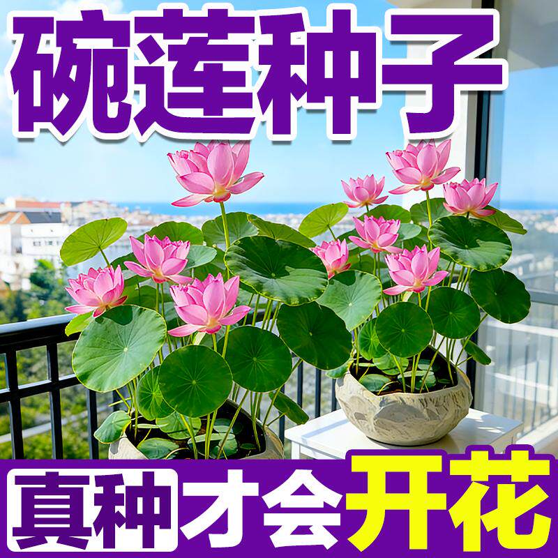 碗莲睡莲荷花种子四季可播开花