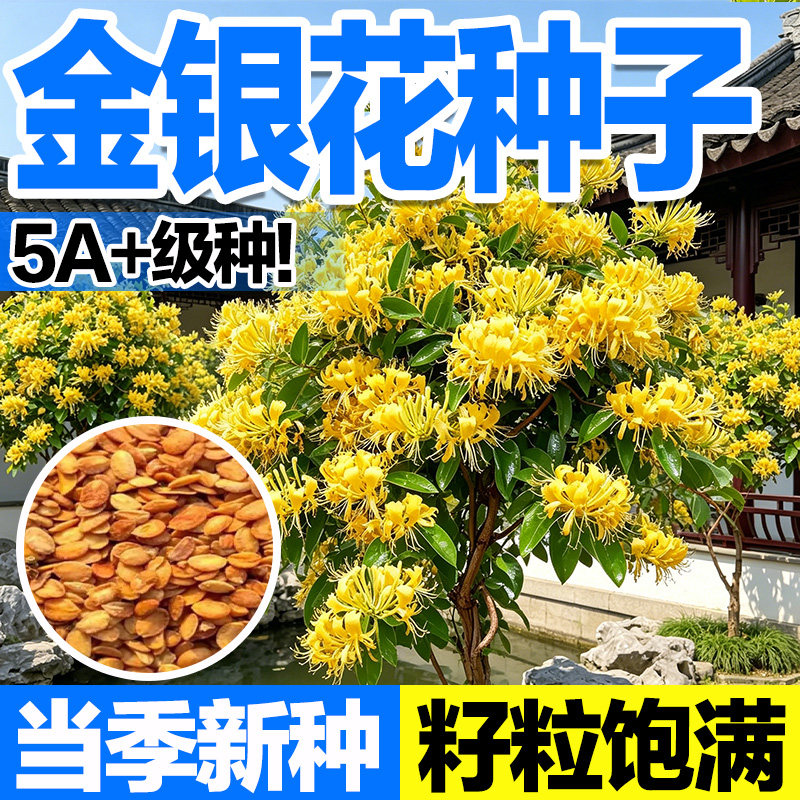 忍冬金银花种子浓郁花香庭院绿化