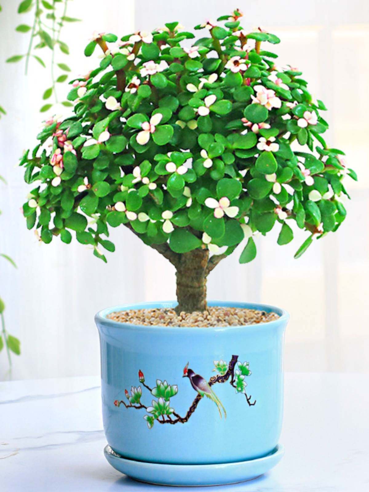 金枝玉叶盆栽花卉绿植物室内老桩耐寒棒棒四季开花易活好养吸甲醛