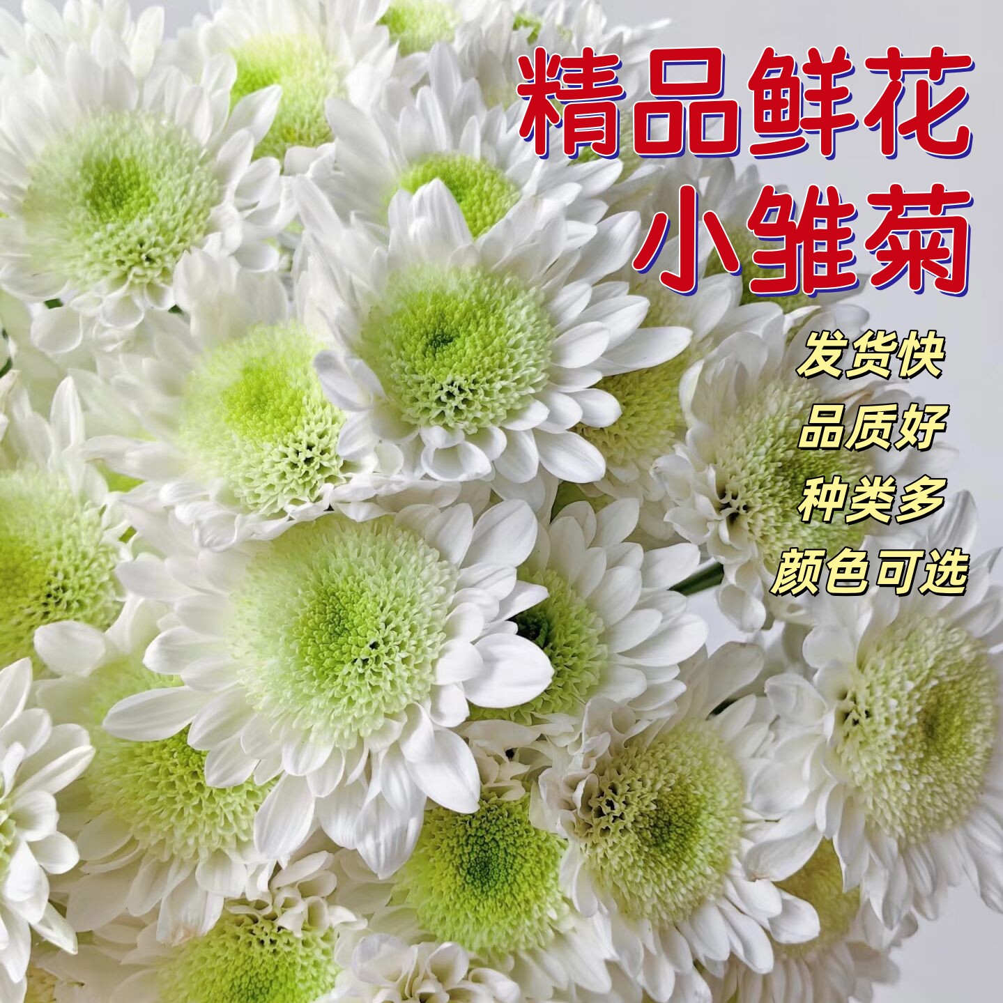 小雏菊鲜花云南基地直发水养鲜切花材真花束花期长家用插花卉批发