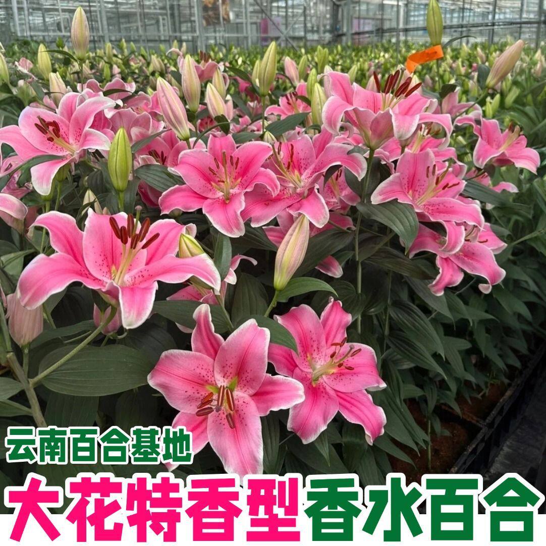 香水大头新鲜百合花鲜花花束云南昆明基地直发同城多头玫瑰妇女节